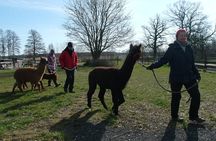 Alpaca hike in the Barnimer Feldmark