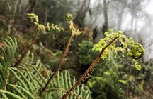 Hiking Fansipan in 1 day