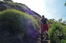 Tijuca Rainforest Hiking Tour in Rio de Janeiro