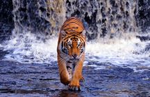 12 Day Classic Rajasthan Tour - Taj Mahal Tigers Lakes & Wildlife