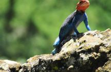 Lake Nakuru Day Trip Safari – & Optional Lake Naivasha Boat