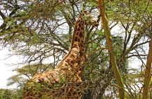 Lake Nakuru Day Trip Safari – & Optional Lake Naivasha Boat