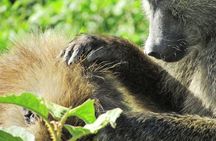 Lake Nakuru Day Trip Safari – & Optional Lake Naivasha Boat