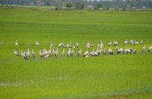 Tuk Tuk Journey: Exploring Rural Life and Silk Farm Craftsmanship