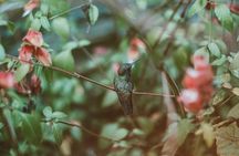 Trinidad Nature & Hummingbird Experience