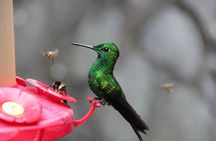 Trinidad Nature & Hummingbird Experience
