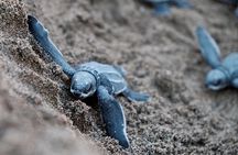 Matura Beach Turtle-Watching Experience