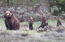 Yellowstone National Park - Full-Day Lower Loop Tour from Jackson