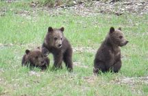Yellowstone National Park - Full-Day Lower Loop Tour from West Yellowstone