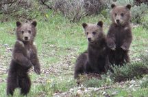 Grand Teton National Park - PRIVATE Full-Day Tour from Jackson Hole