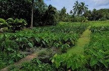 'Walk-about' Tour: explore Rarotonga by foot!