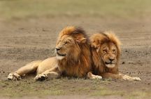 3 Days Amboseli National Park-Lodge Safari with Private 4x4 JEEP