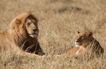 6 Days Masai Mara-Nakuru-Amboseli - Lodge Safari-Private 4X4 JEEP