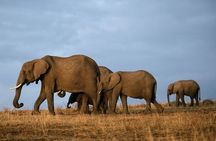 6 Days Masai Mara-Nakuru-Amboseli - Lodge Safari-Private 4X4 JEEP