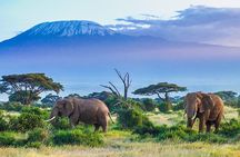 6 Days Masai Mara, Lake Nakuru & Amboseli-Ultimate Kenyan Safari