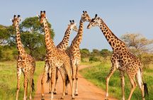 6 Days Masai Mara, Lake Nakuru & Amboseli-Ultimate Kenyan Safari