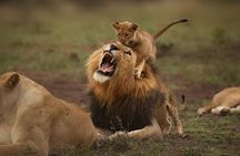 6 Days Masai Mara, Lake Nakuru & Amboseli-Ultimate Kenyan Safari