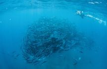 Cabo Pulmo National Park Snorkel Expedition from Cabo San Lucas