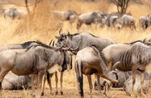 3 Days Amboseli Expedition-Lodge Safari with Private Pop-up Van