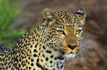 3 Days Amboseli Expedition-Lodge Safari with Private Pop-up Van