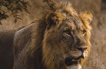 3 Days Amboseli Expedition-Lodge Safari with Private Pop-up Van