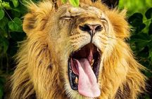 3 Days Amboseli Expedition-Lodge Safari with Private Pop-up Van