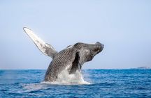 Luxury Catamaran Whale Watching Cabo San Lucas