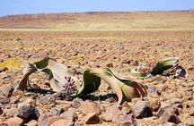  Private Highlights of Moon Landscape and Welwitschia Tour