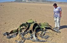  Private Highlights of Moon Landscape and Welwitschia Tour