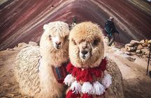 7 Colors Mountain Tour: Explore the Magic of Vinicunca in 1 Day