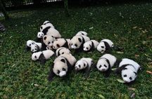 Private Panda Base and Leshan Buddha Day Tour from Chongqing