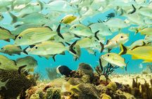 Half-Day Scuba Diving in Playa del Carmen for Small-Group
