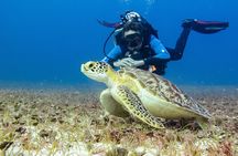 Half-Day Scuba Diving in Playa del Carmen for Small-Group