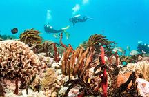 Half-Day Scuba Diving in Playa del Carmen for Small-Group