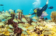 Half-Day Scuba Diving in Playa del Carmen for Small-Group