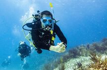 Two reef discovery dives with professional instructor (no experience necessary) 