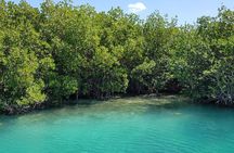 Mangrove and Lagoon Speed Boat Tour 