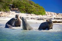 Dolphin, Sea Lion and Penguin Island Cruise