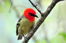 Ile aux Aigrettes - Tea Route - Gris Gris Private Guided Tour (Min. 2 persons)