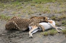 7 Days Safari. Serengeti, Tarangire, Lake Manyara & Ngorongoro Crater.