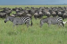 3 Days Lodge Safari