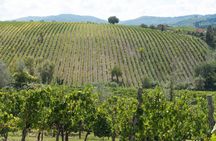 Langhe (Piedmont): Wine Tasting Experience 