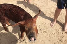 Swim with Pigs on a Tropical Island