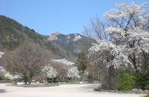 Fullday Mt. Seorak Tour