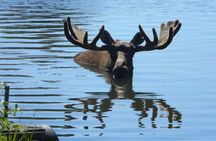 Anchorage to Seward Cruise Transfer and Private Tour
