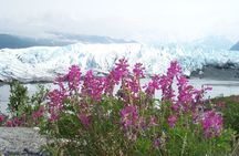 Matanuska Glacier Summer Tour