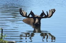 Turnagain Arm and Portage Valley Private Tour