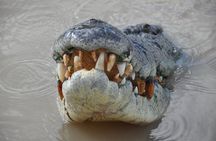 Jumping Crocodile Cruise with lunch