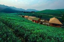 Half-Day Hangzhou Tianzhu Buddhist Mountain Hiking Tour with Green Tea Village 