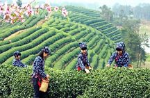 Hangzhou Nature and Garden Private Day Tour with Tea Village and Lunch 